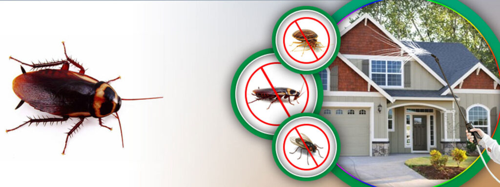 Pest Control New Westminster