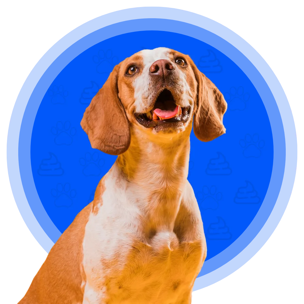Dog poop pickup in DFW
